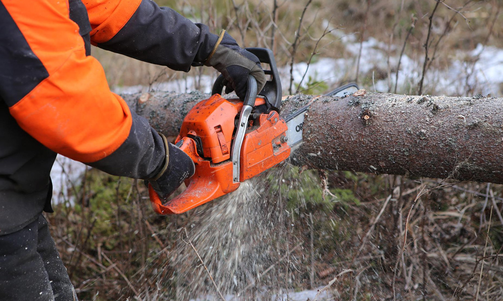 Chain cutting through a tree branch