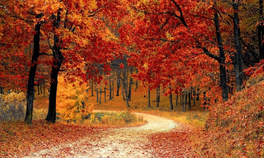 loads of different color tree's with leaves on the floor