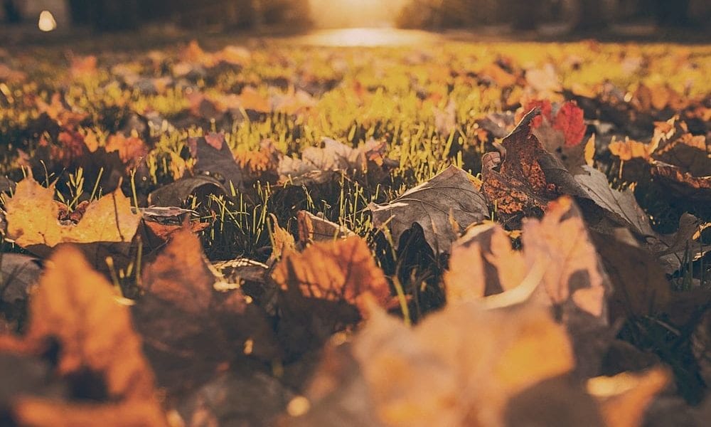 loads of leaves on grass