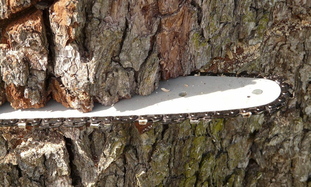 Chainsaw cutting through a tree