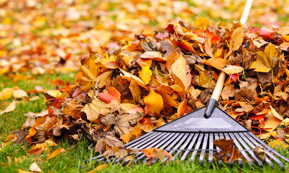 raking leaves up