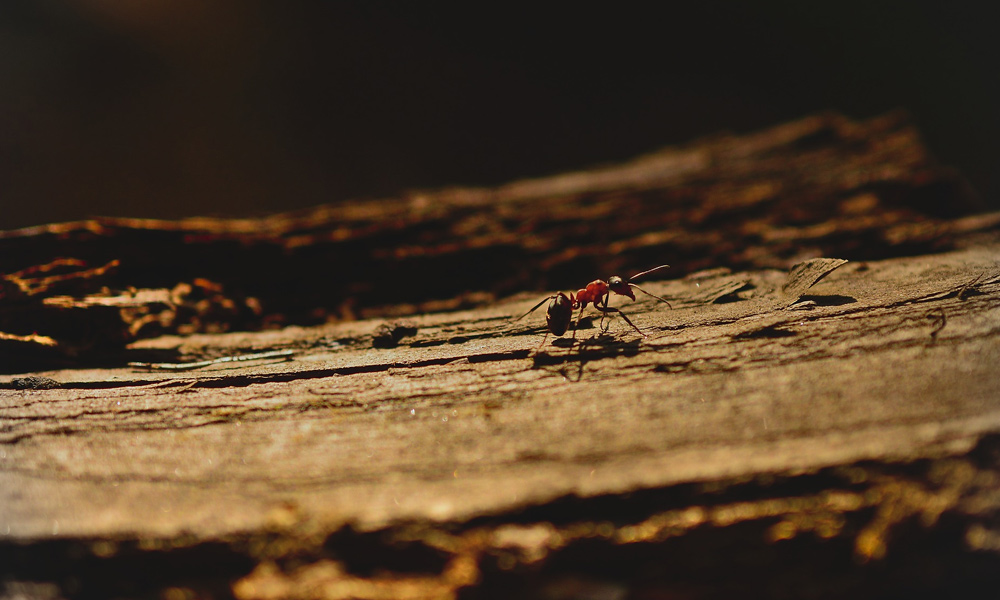 Outdoor Ant Killers