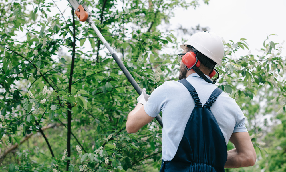 Pole Saws