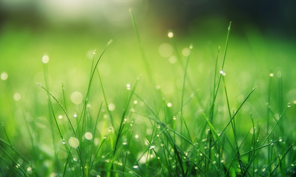 rain drops on long grass