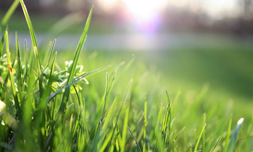 sunlight shinning of grass