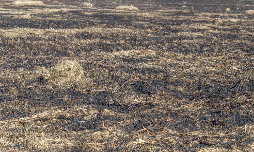 a garden with burn patches all over it