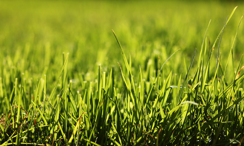 sunlight on green grass