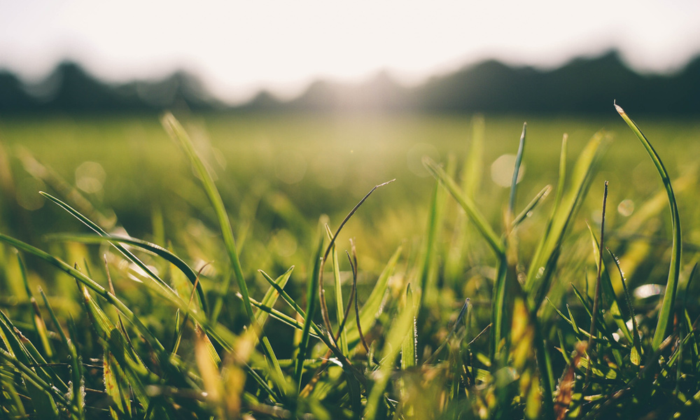 sunlight beaming down on long green grass 