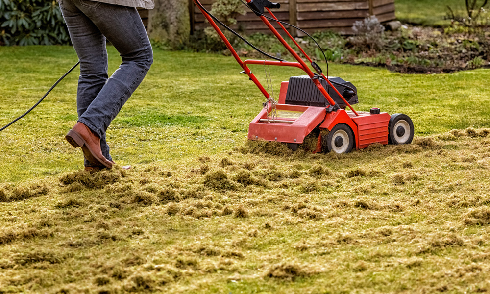 Red lawn Dethatch on grass