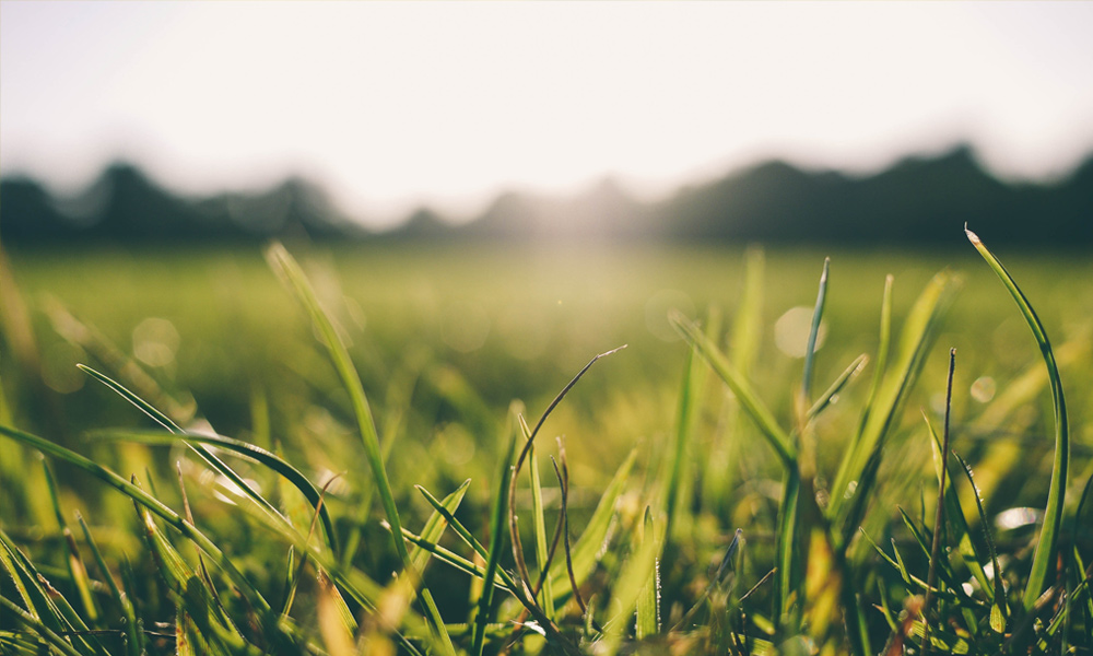 sunlight shining over grass