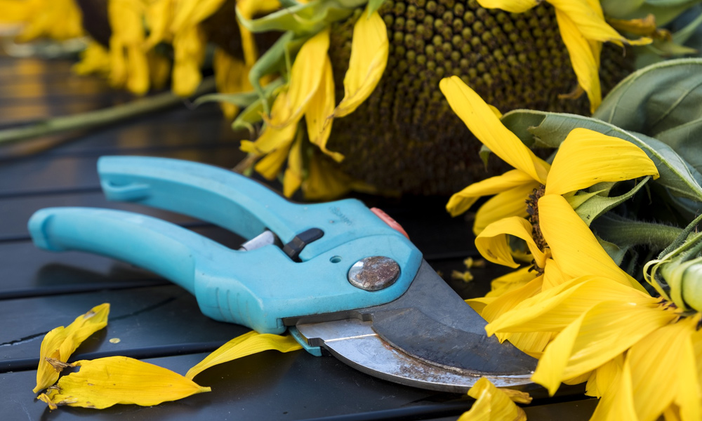 close up of garden Secateur