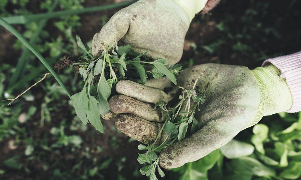 garden gloves with weeds 