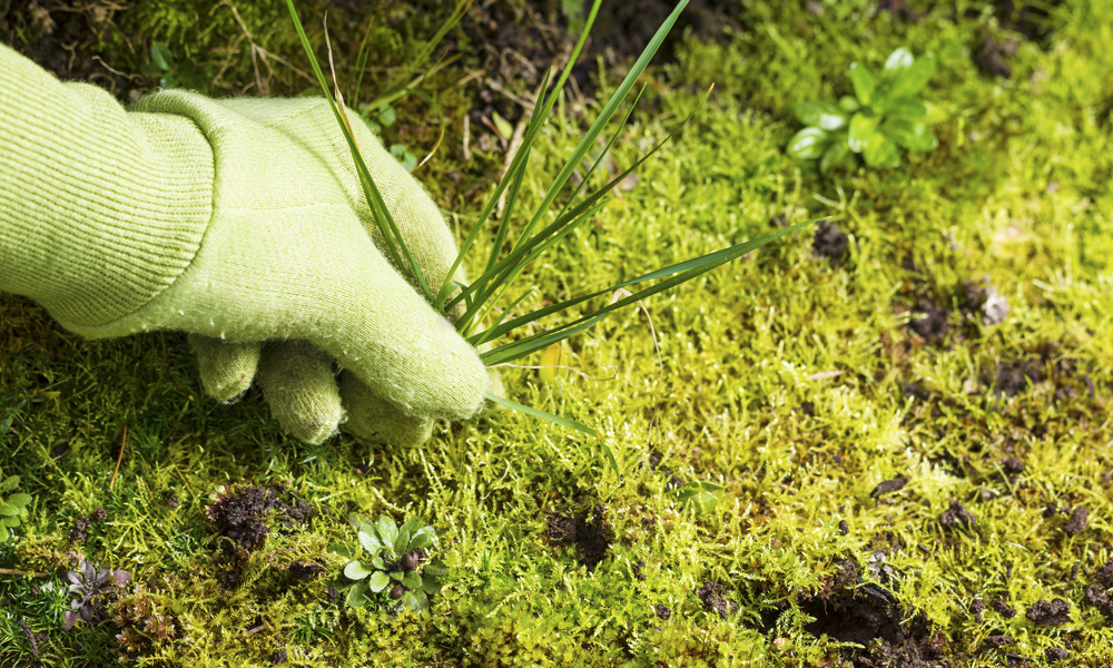 garden gloves pulling weeds out of the ground