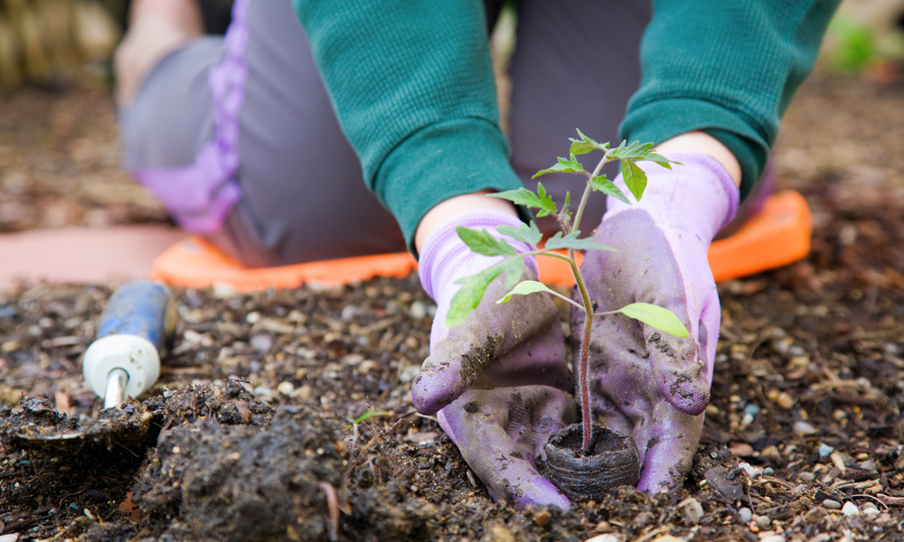 planting a plant in soil