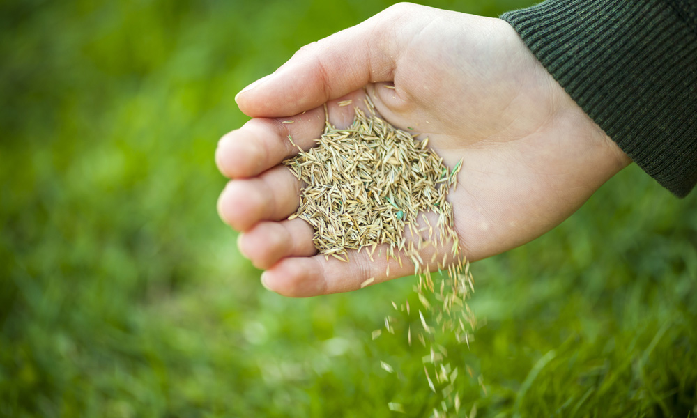 someone holding seeds in the hand