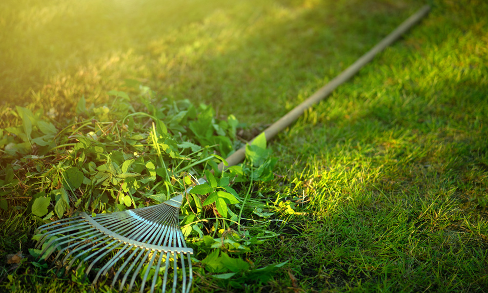 Silver rake on green grass