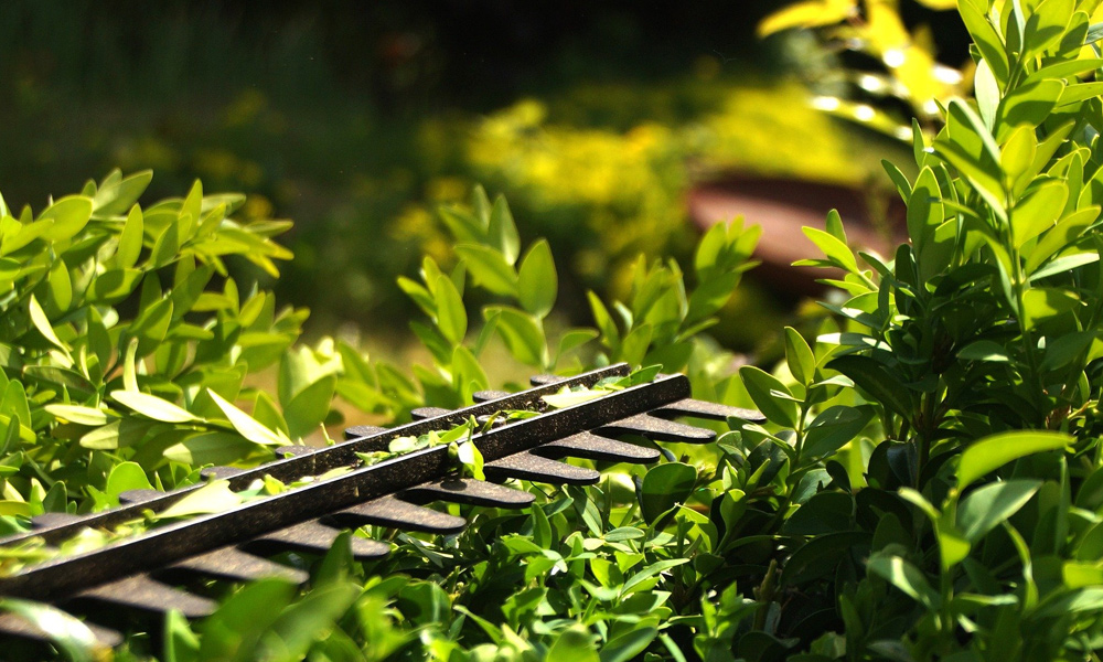 close up of hedge trimmer blades cutting a hedge