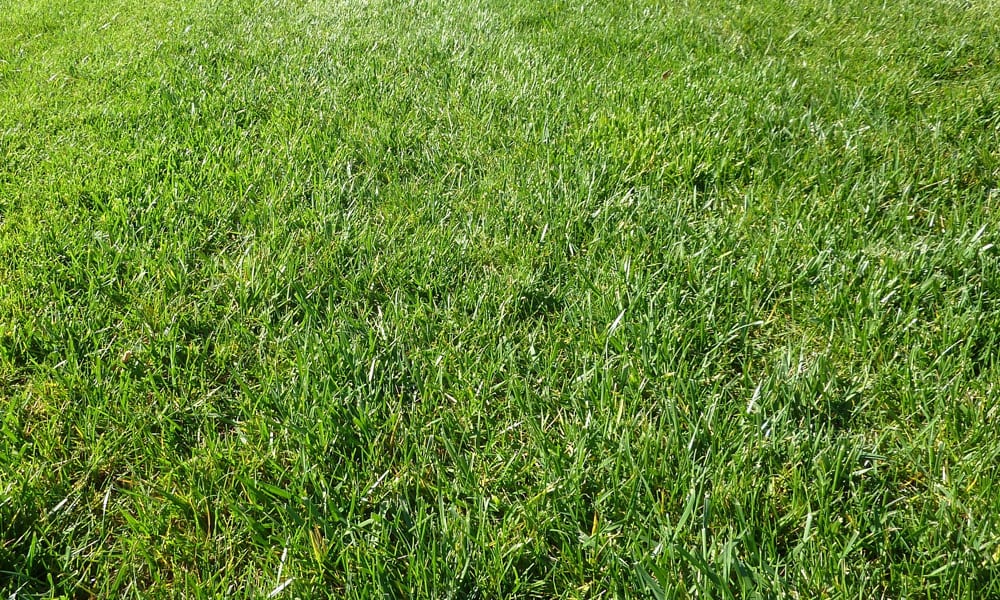 green lawn