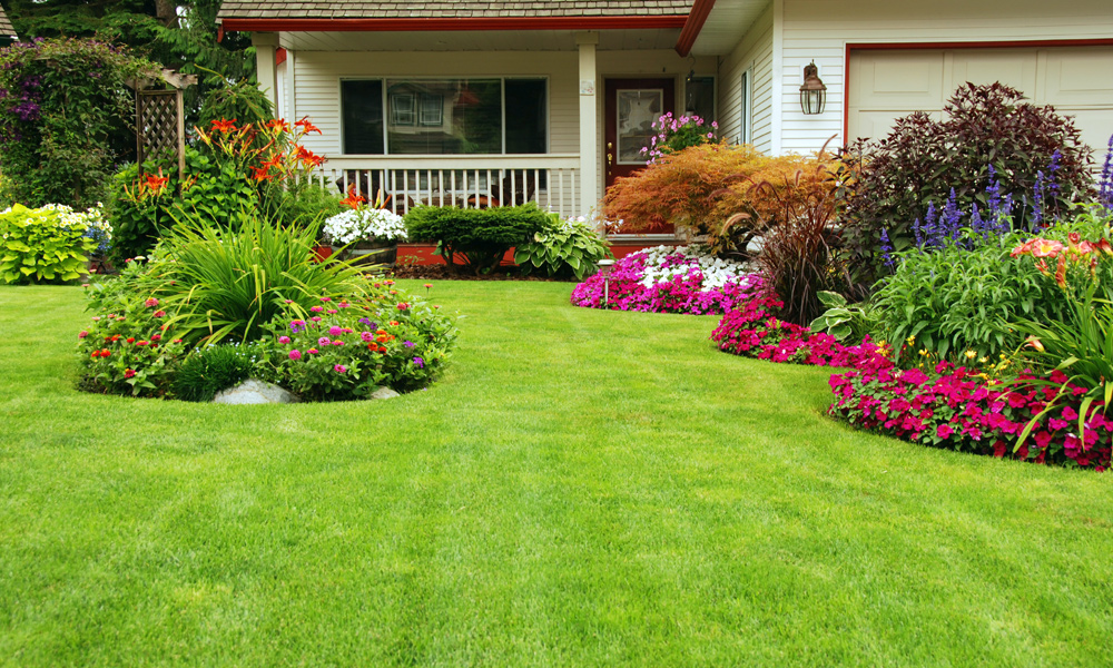 garden full of different colorful flowers