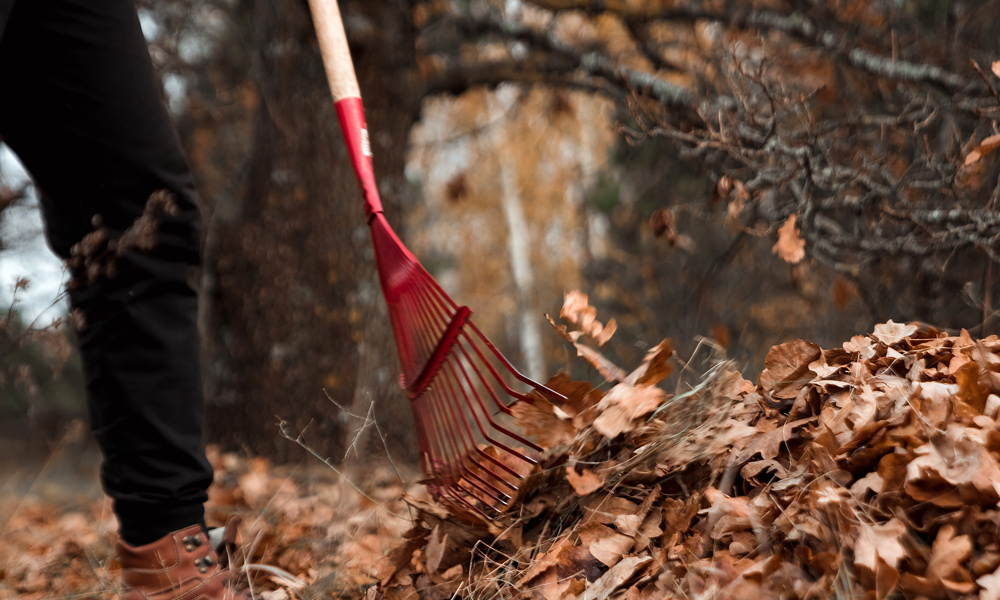 rake sweeping up leaves