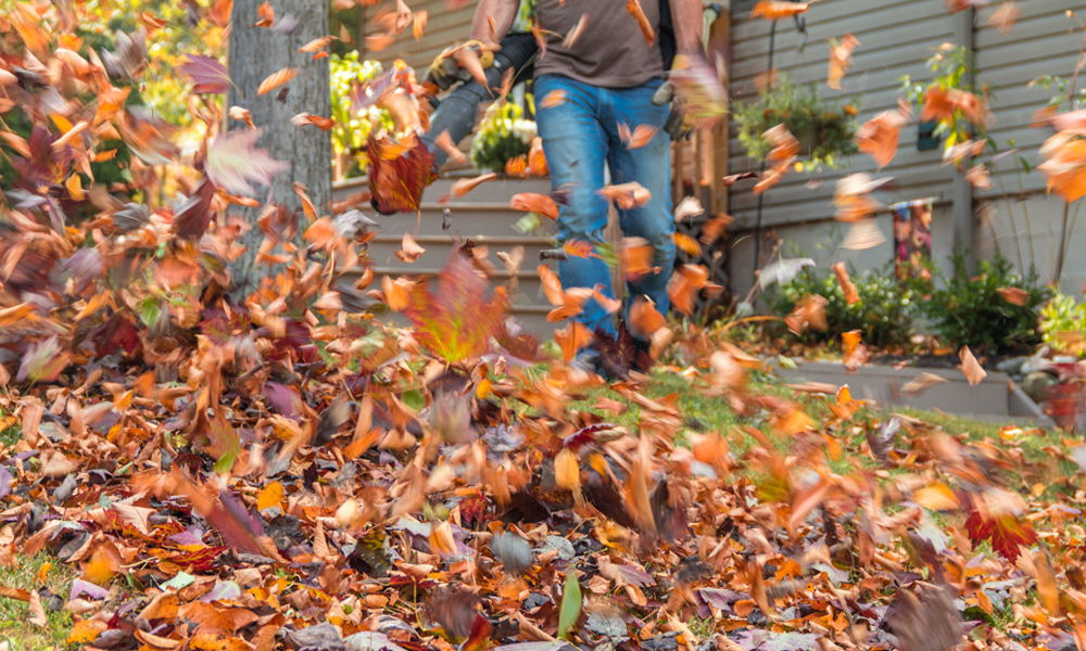 Leaves getting blown around by a leaf blower