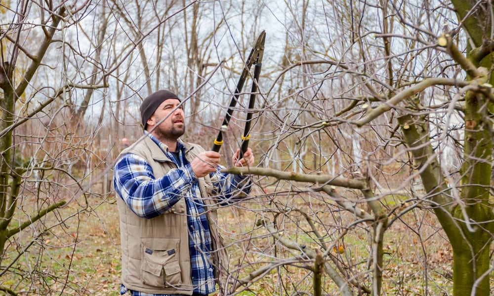 man using Loppers to cut tree branches