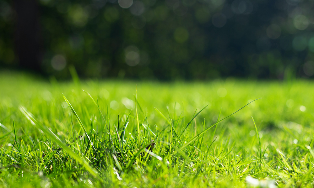 Close up of green grass