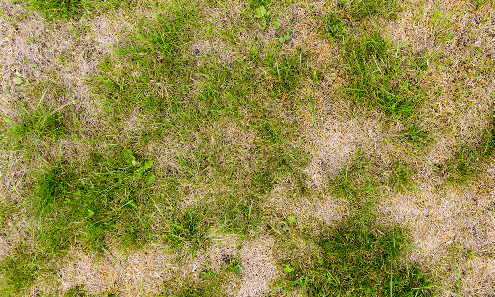 patchy green grass 