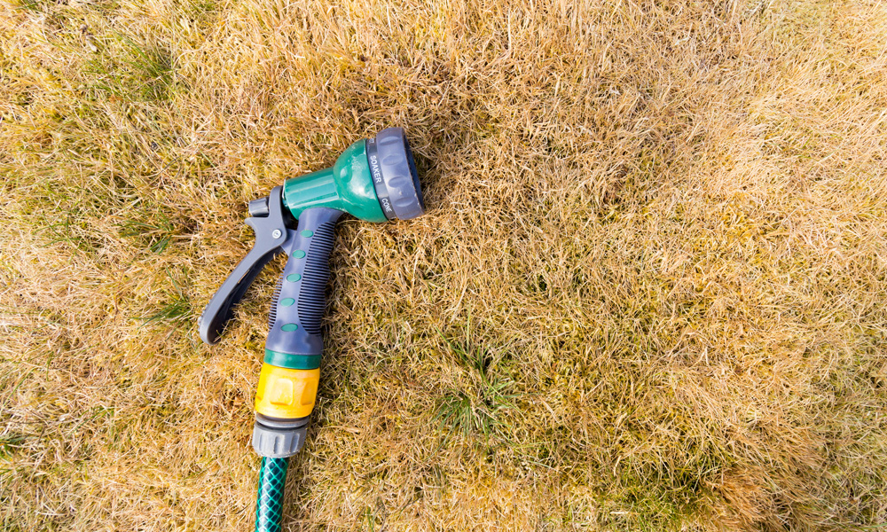 Garden hose gun on Patchy Grass