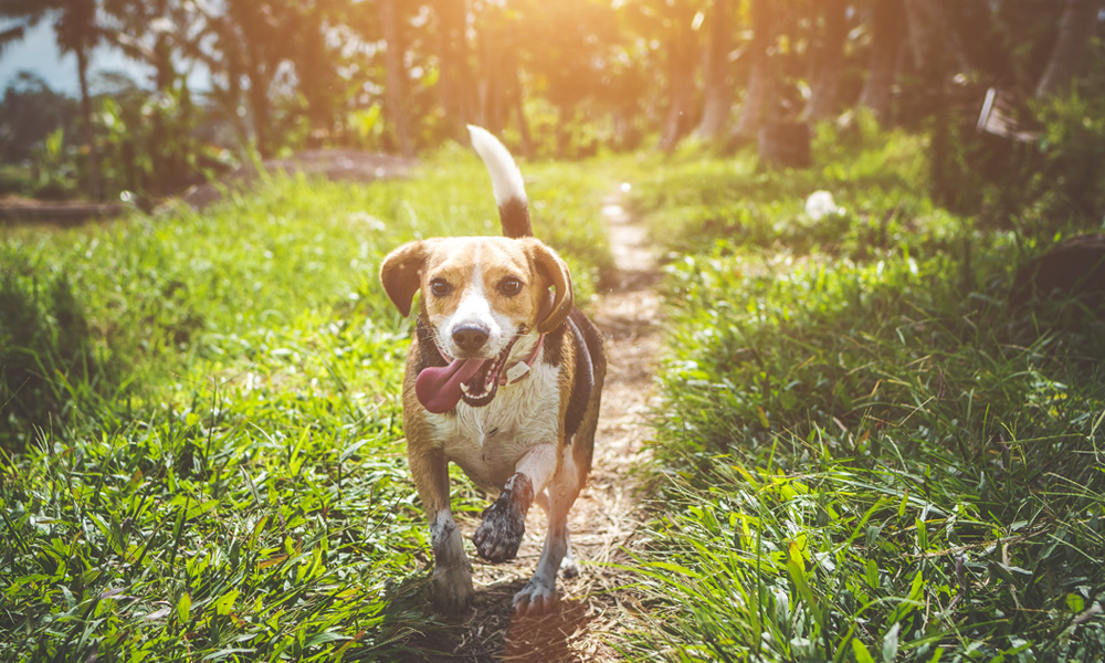 dog walking in grass and mud