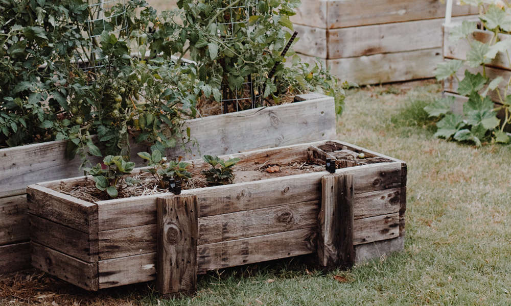 multiple raised beds produce a variety of crops