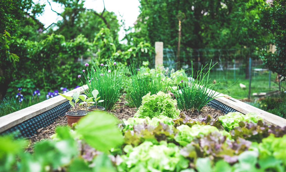 Vegetables and herbs grow in densely planted raised garden bed