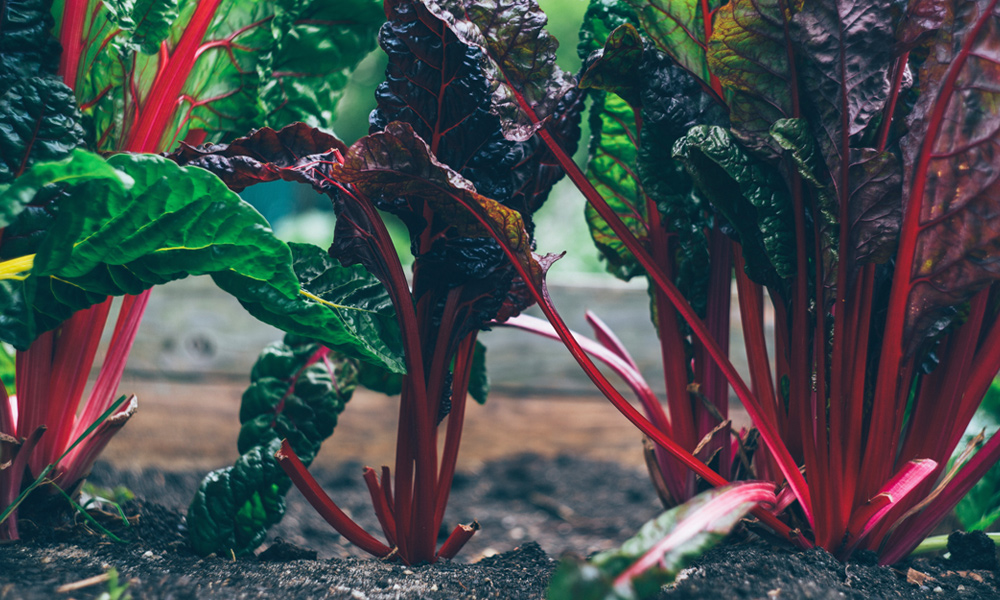 close up of swiss chard growing in a raised bed