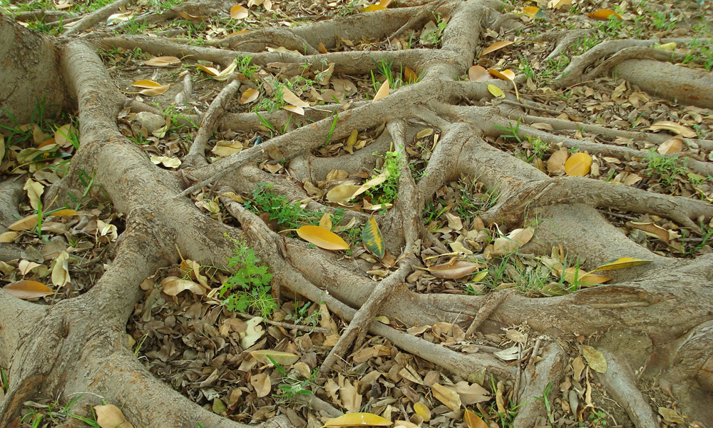 tree roots all over the floor