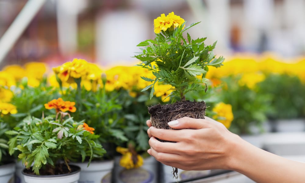 yellow and green flower in soil 