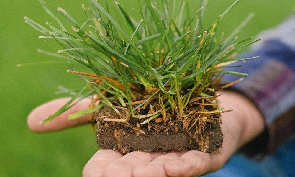 hand holding grass sod