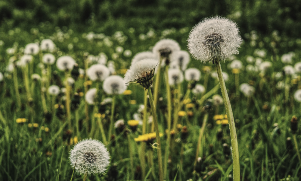 dandelion weeds in a sprig lawn