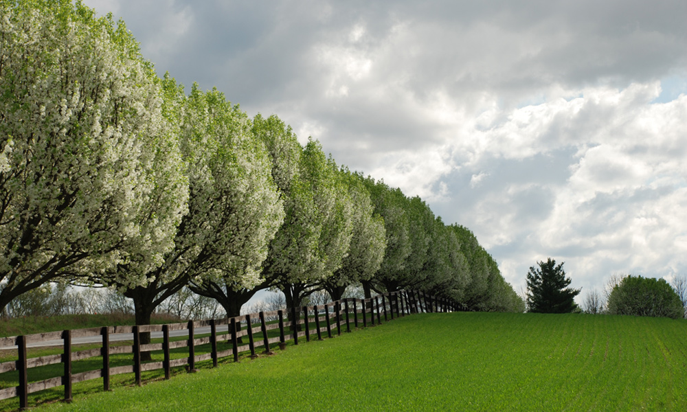 mowed grass field in spring