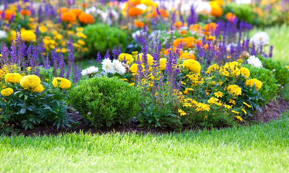 different color flowers